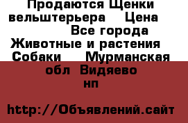 Продаются Щенки вельштерьера  › Цена ­ 27 000 - Все города Животные и растения » Собаки   . Мурманская обл.,Видяево нп